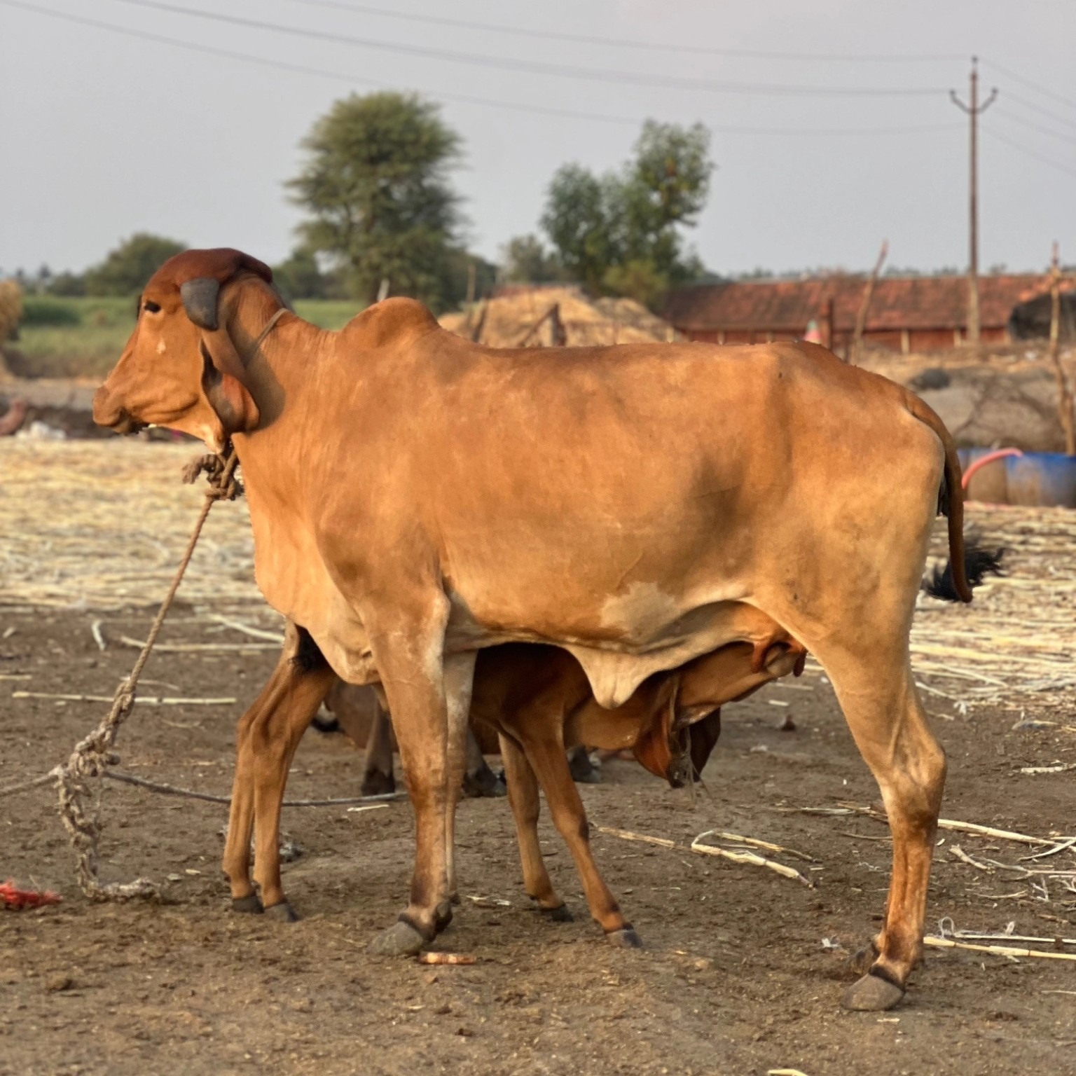 Gir cow at the farm