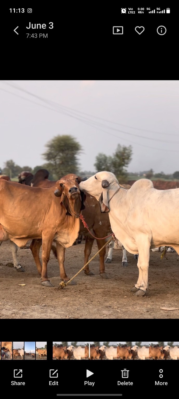 Gir cows